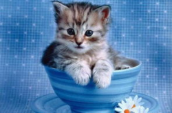 国外小姐姐带猫咪吃甜品,国外小姐姐与萌猫共享甜蜜甜品时光