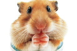 鼠图写真,动物世界的灵动瞬间